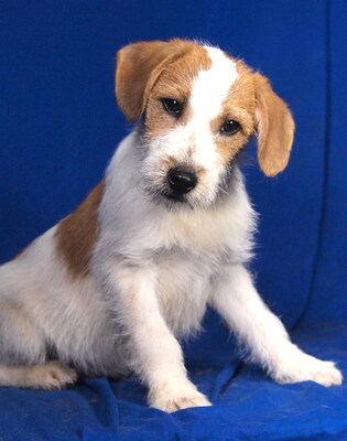 MAXI - sehr lieb und verschmust, fröhlich, lebhaft, verspielt, aufgeweckt