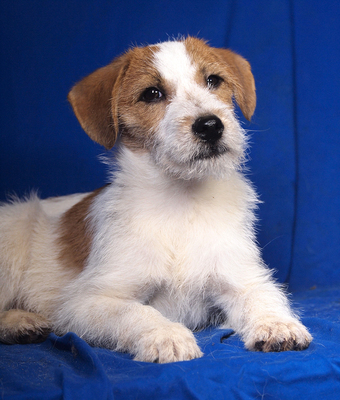 MAXI - sehr lieb und verschmust, fröhlich, lebhaft, verspielt, aufgeweckt, Parson Russell Terrier Mischling Welpen - Rüde