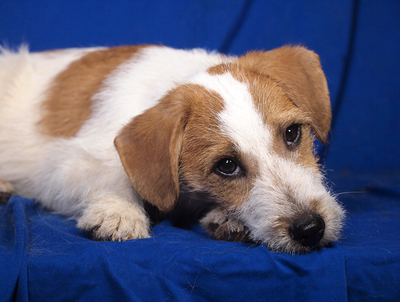 MAXI - sehr lieb und verschmust, fröhlich, lebhaft, verspielt, aufgeweckt, Parson Russell Terrier Mischling Welpen - Rüde