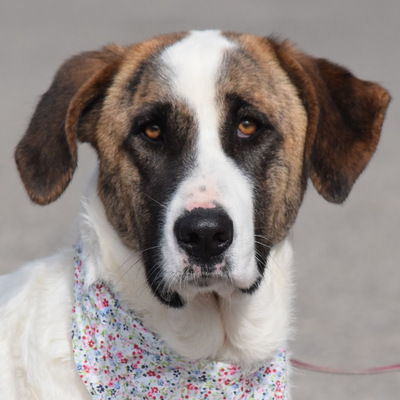 MAYA - Ubda, Herdenschutzhund - kastriert - Hündin