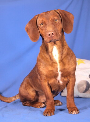 MAYA - sehr menschenbezogen und freundlich, ausgeglichen, verschmust, lernfreudig, verspielt, Mischling - Hündin