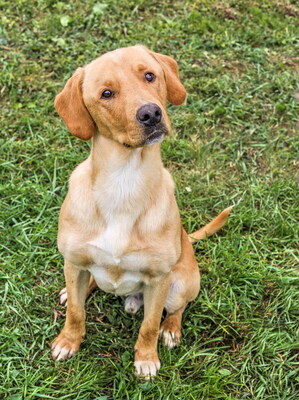 MEDO - sehr gutmütig, anhänglich, verspielt, bewegungsfreudig, liebt andere Hunde und Menschen, Labrador Mischling (Video auf HP) - Rüde