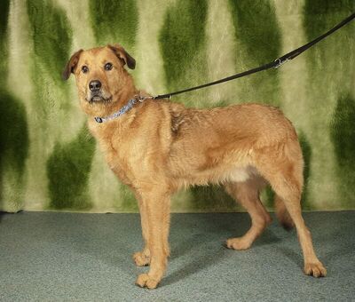 MEDVE - NOTFALL!!! SPENDENAUFRUF!!! unberechenbar und aggressiv, Mischling - Rüde