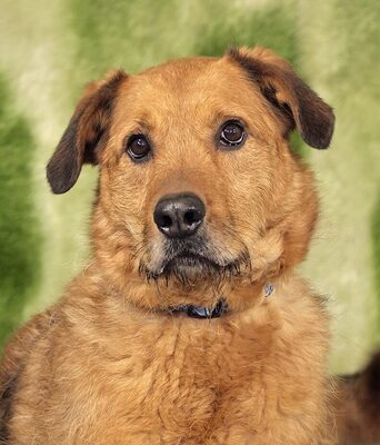 MEDVE - unberechenbar und aggressiv, Mischling - Rüde