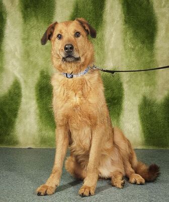 MEDVE - unberechenbar und aggressiv, Mischling - Rüde