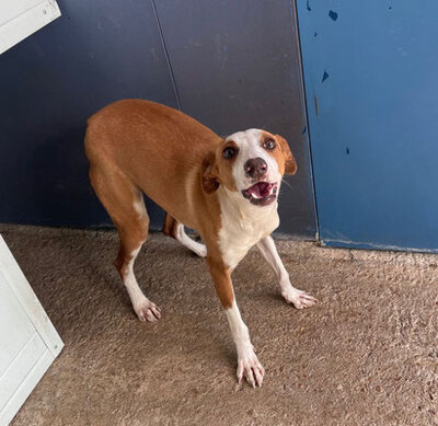 MEGAN (W)- anhänglich, verspielt, vorsichtig, Podenca - Hündin