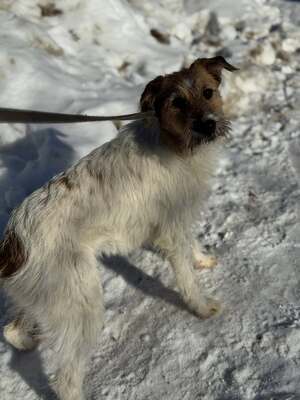 MEGGIE - sucht sportliche Familie, Fox-Terrier-Mischling Welpen - Hündin