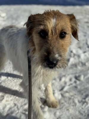 MEGGIE - sucht sportliche Familie, Fox-Terrier-Mix Welpen - Hündin