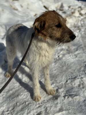 MEGGIE - sucht sportliche Familie, Fox-Terrier-Mix Welpen - Hündin