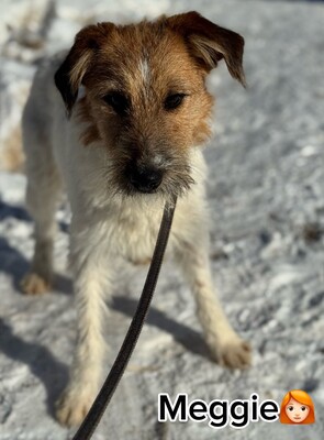 MEGGIE - sucht sportliche Familie