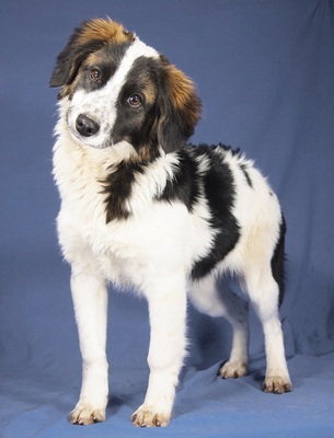 MELANIE - R E S E R V I E R T !!!!! sehr lieb, fröhlich, anhänglich, verschmust, verspielt, gelehrig, anfangs ein bisschen ängstlich, Mischling Welpen - Hündin