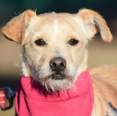 MELISA - Ubeda, Parson-Russell-Mischling, kastriert - Hündin