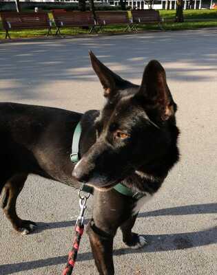 MELODIE, Kelpie-Schäfermix - Hündin