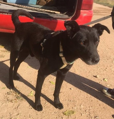 MERLIN - 55 cm - HÜBSCHER LABRADOR MIX SUCHT! (aus dem Tierschutz / mit Video!), Labrador Mischling - Rüde