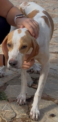 MERLIN, Pointer - Rüde