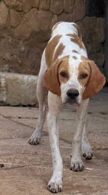 MERLIN, Pointer - Rüde