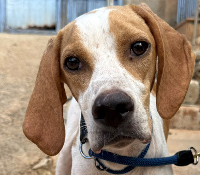 MERLIN, Pointer - Rüde
