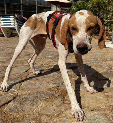 MERLIN, Pointer - Rüde