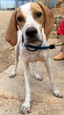 MERLIN, Pointer - Rüde