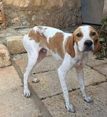 MERLIN, Pointer - Rüde