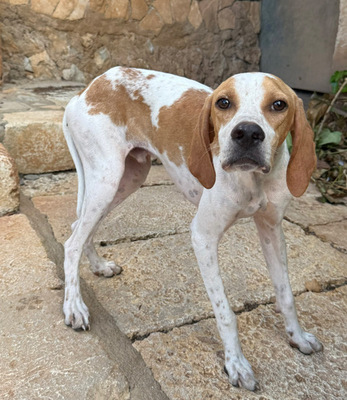 MERLIN, Pointer - Rüde