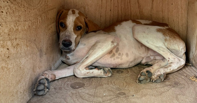 MERLIN, Pointer - Rüde