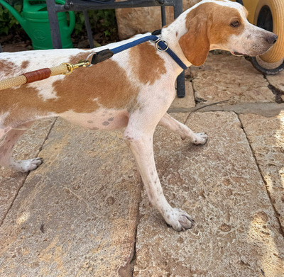 MERLIN, Pointer - Rüde