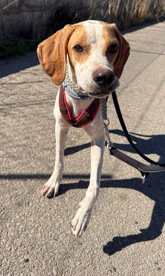 MERLIN, Pointer - Rüde