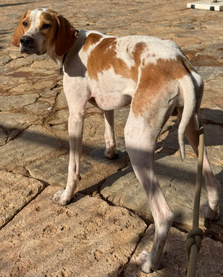 MERLIN, Pointer - Rüde