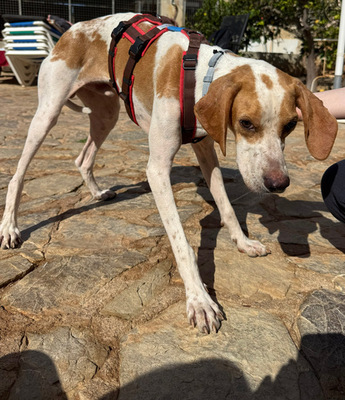 MERLIN, Pointer - Rüde