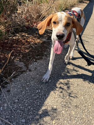 MERLIN, Pointer - Rüde