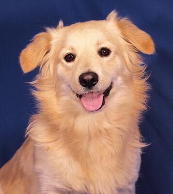 MERLIN - R E S E R V I E R T !!!!! besonders liebenswert, sehr freundlich, fröhlich, aufgeweckt, lebhaft, gelehrig, Mischling - Rüde