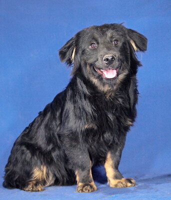 MERLIN - R E S E R V I E R T !!!!! sehr freundlich und menschenbezogen, fröhlich, neugierig, verspielt, verschmust, lebhaft, Mischling (Video auf HP) - Rüde