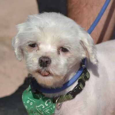 MERY - Linares, Bichon, Malteser oder Havaneser - kastriert - Hündin