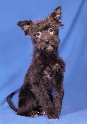 MESI - fröhlich, verschmust, sehr lieb, lebhaft, verspielt, neugierig, katzenverträglich, Mischling Welpen - Hündin