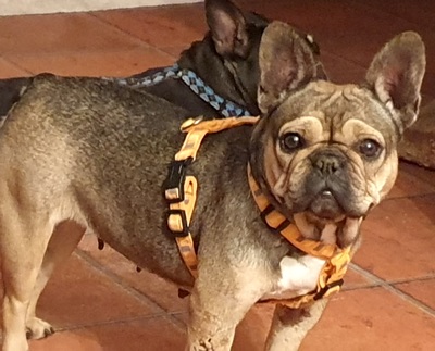 MIA, Französische Bulldogge - Hündin