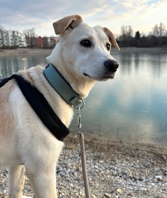 MIAH zartwüchsige Labimixhündin, Labradormix - Hündin