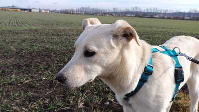 MIAH zartwüchsige Labimixhündin, Labradormix - Hündin