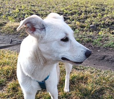 MIAH zartwüchsige Labimixhündin, Labradormix - Hündin