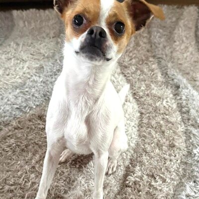 MICI super süße Chihuahua-Mix-Hündin 💜💜💜, Chihuahua-Mix - Hündin