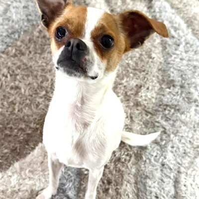 MICI super süße Chihuahua-Mix-Hündin 💜💜💜, Chihuahua-Mix - Hündin