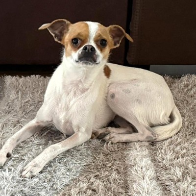MICI super süße Chihuahua-Mix-Hündin 💜💜💜, Chihuahua-Mix - Hündin