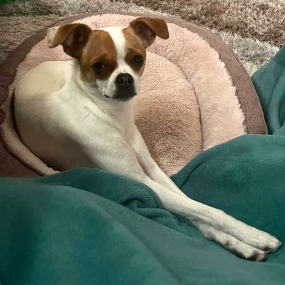MICI super süße Chihuahua-Mix-Hündin 💜💜💜, Chihuahua-Mix - Hündin