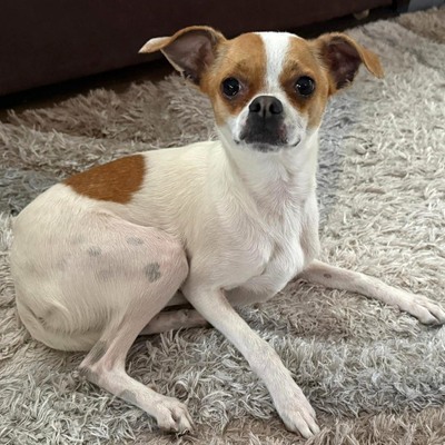 MICI super süße Chihuahua-Mix-Hündin 💜💜💜, Chihuahua-Mix - Hündin