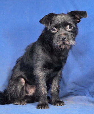 MICKEY - R E S E R V I E R T !!!!! anhänglich, freundlich, liebenswert, lebhaft, lernfreudig, anfangs sehr ängstlich, Mischling - Rüde