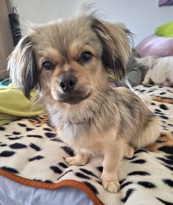 MICKEY - R E S E R V I E R T !!!!! sehr lieb und freundlich, neugierig, aufmerksam, verschmust, lebhaft, katzenverträglich, anfangs etwas ängstlich, Mischling - Betreuungsplatz NÖ - Rüde