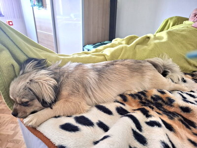MICKEY - R E S E R V I E R T !!!!! sehr lieb und freundlich, neugierig, aufmerksam, verschmust, lebhaft, katzenverträglich, anfangs etwas ängstlich, Mischling - Betreuungsplatz NÖ - Rüde