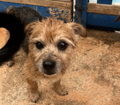 MICKY, Yorki-Mischling - Rüde