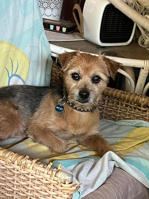 MICKY, Yorki-Mischling - Rüde