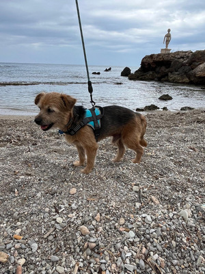 MICKY, Yorki-Mischling - Rüde